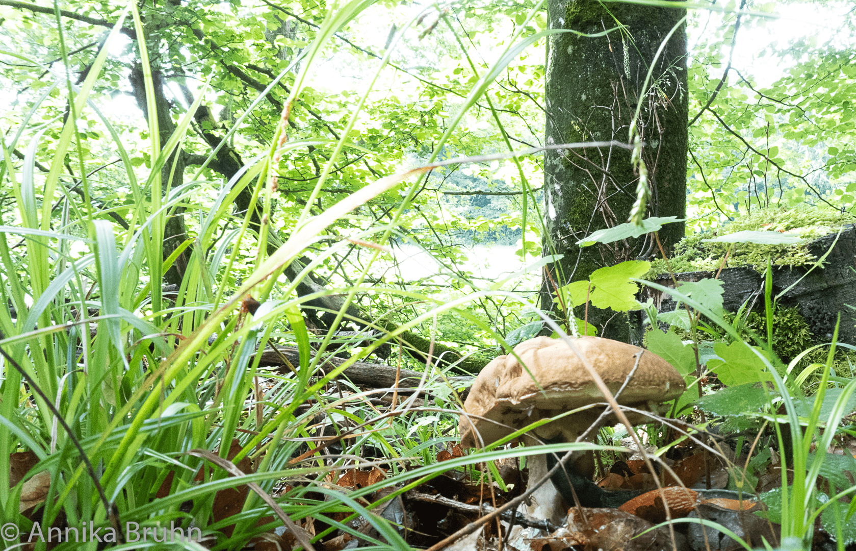 Pilz im Wald